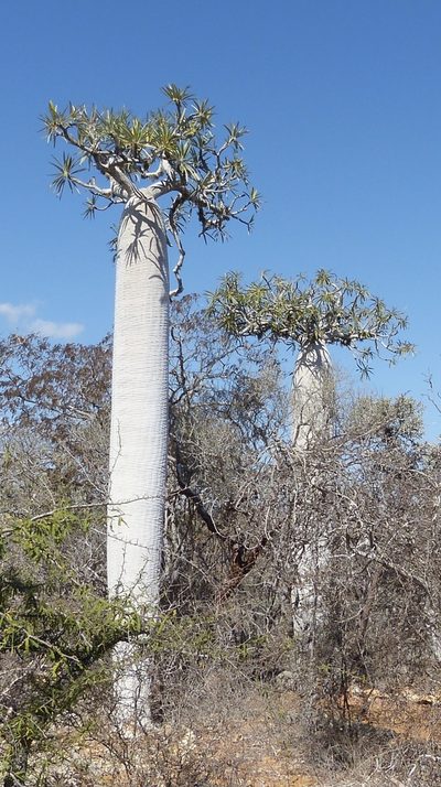 Pachypodium geayi, photographed by Jean-Paul Boerekamps