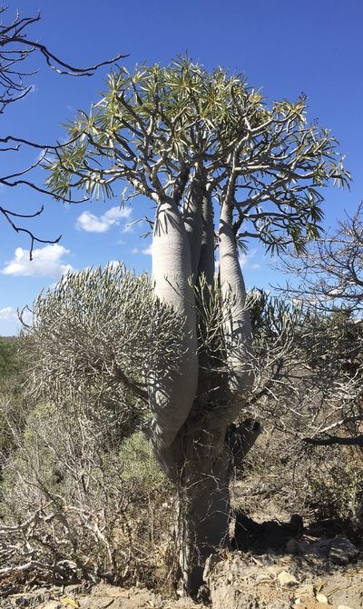 Pachypodium geayi, photographed by Jean-Paul Boerekamps