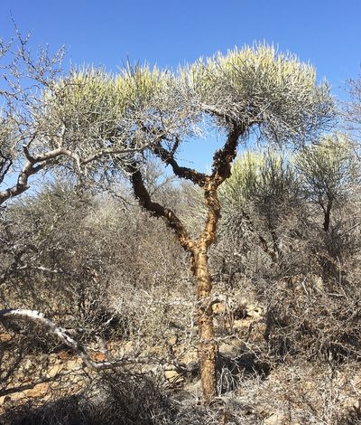 Euphorbia plagiantha, photographed by Jean-Paul Boerekamps