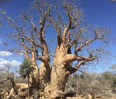 Adansonia fony, photographed by Jean-Paul Boerekamps