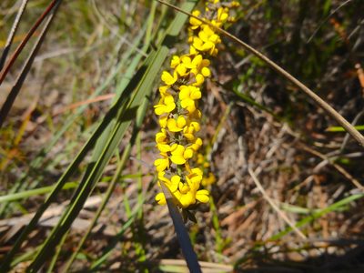 Sphaerolobium minus, photographed by Kiri Bee