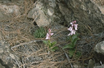 Orchis canariensis, photographed by Felicia Seichter
