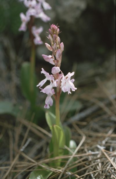 Orchis canariensis, photographed by Felicia Seichter