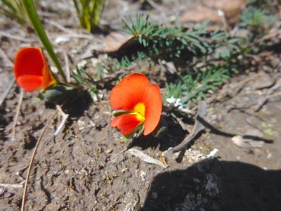 Gompholobium ecostatum, photographed by Kiri Bee
