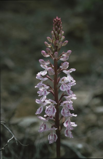 Orchis canariensis, photographed by Felicia Seichter