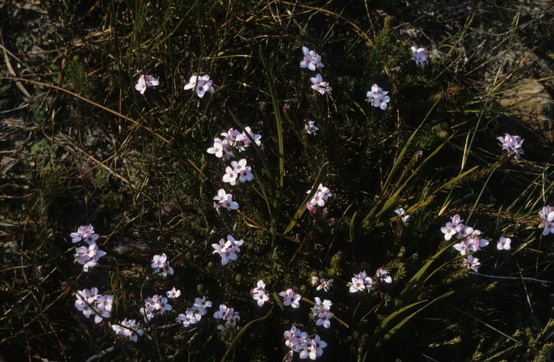 Gnidia linearifolia, photographed by Tom Lloyd Evans