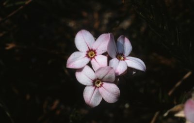 Gnidia linearifolia, photographed by Tom Lloyd Evans