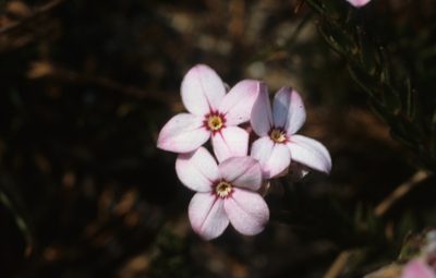Gnidia linearifolia, photographed by Tom Lloyd Evans