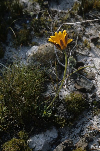 Arctotis rotundifolia, photographed by Tom Lloyd Evans