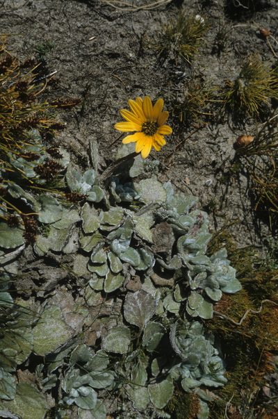 Arctotis rotundifolia, photographed by Tom Lloyd Evans