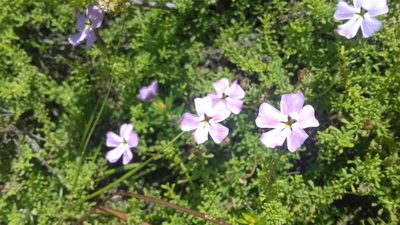 Jamesbrittenia stellata, photographed by Jeremy Gilmore
