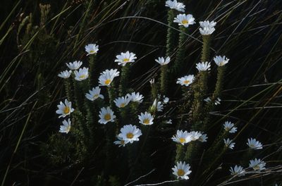 Osmitopsis parvifolia, photographed by Tom Lloyd Evans