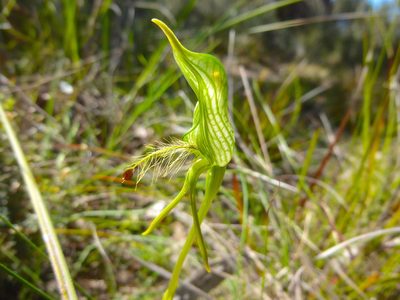 Pterostylis plumosa, photographed by Kiri Bee