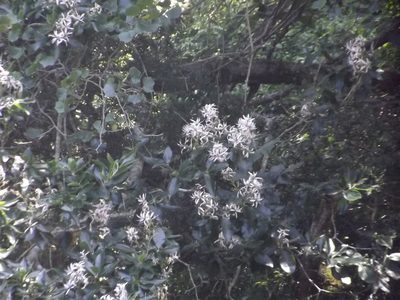 Calodendrum capense, photographed by Ludwig Muller