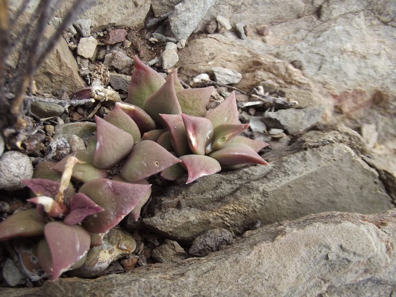 Anacampseros telephiastrum, photographed by Ludwig Muller