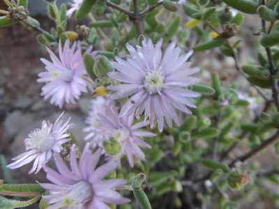 Drosanthemum lique, photographed by Ludwig Muller