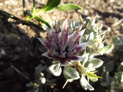 Macledium spinosum, photographed by Ludwig Muller