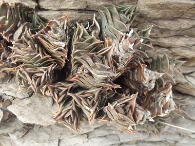 Haworthiopsis viscosa, photographed by Ludwig Muller