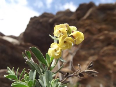 Hermannia gracilis, photographed by Ludwig Muller