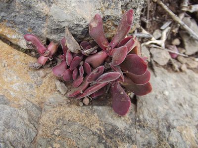 Crassula pubescens, photographed by Ludwig Muller