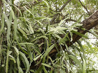 Epiphyllum hookeri, photographed by Carlos A. Padrón P.