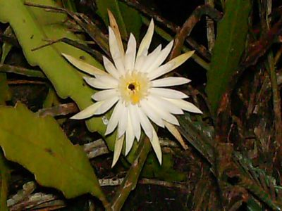 Epiphyllum hookeri, photographed by Carlos A. Padrón P.