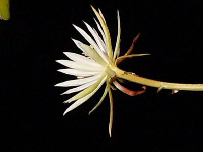 Epiphyllum hookeri, photographed by Carlos A. Padrón P.