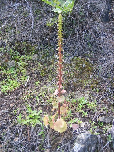Umbilicus gaditanus, photographed by Felicia Seichter