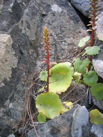 Umbilicus gaditanus, photographed by Felicia Seichter