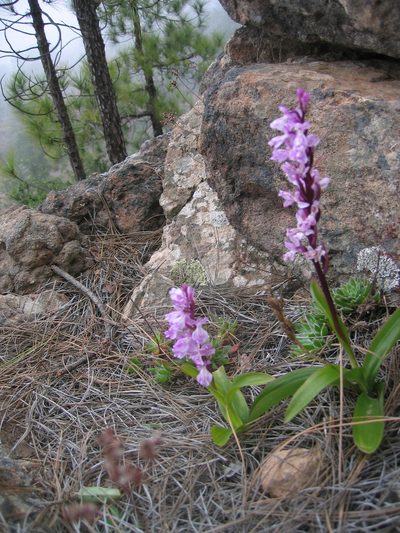 Orchis canariensis, photographed by Felicia Seichter