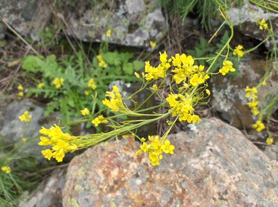 Descurainia preauxiana, photographed by Felicia Seichter