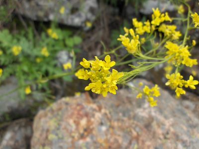 Descurainia preauxiana, photographed by Felicia Seichter