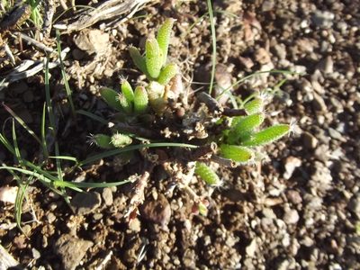 Trichodiadema setuliferum, photographed by Ludwig Muller