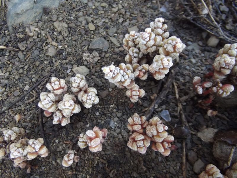 Crassula corallina, photographed by Ludwig Muller