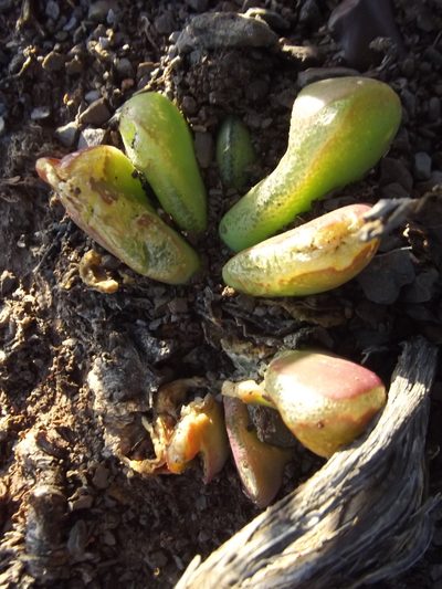 Glottiphyllum nelii, photographed by Ludwig Muller