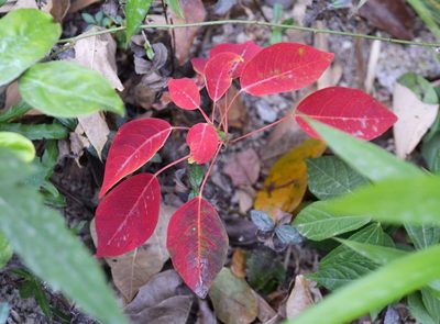 Triadica cochinchinensis, photographed by Michael Meiring
