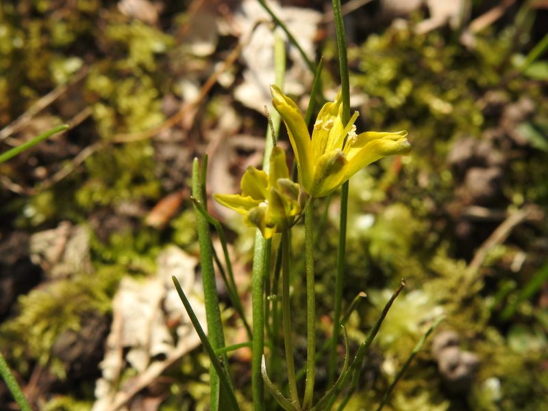 Gagea spathacea, photographed by Maria