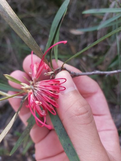 Grevillea oleoides, photographed by Tim