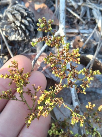 Paronychia chartacea, photographed by Scott Ward