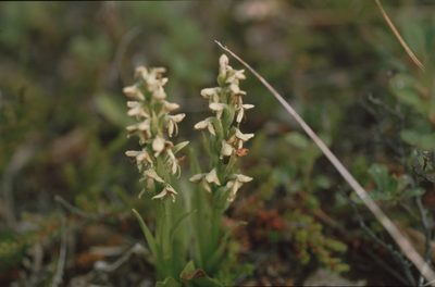 Platanthera hyperborea, photographed by Felicia Seichter