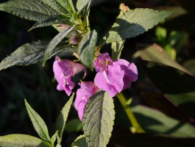 Impatiens balsamina, photographed by Michael Meiring