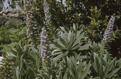 Echium acanthocarpum, photographed by Felicia Seichter
