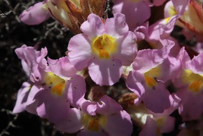 Harveya purpurea, photographed by Tony Rebelo