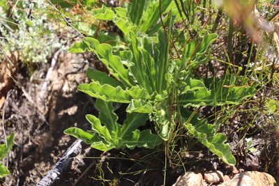 Lichtensteinia trifida, photographed by Tony Rebelo