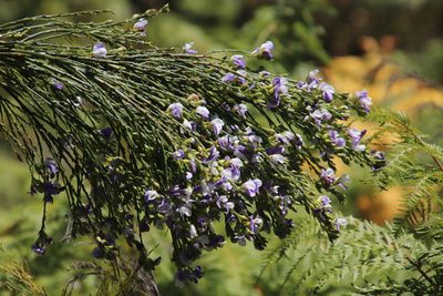 Psoralea fleta, photographed by Tony Rebelo