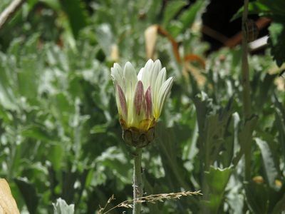 Arctotis stoechadifolia, photographed by Jeremy Gilmore