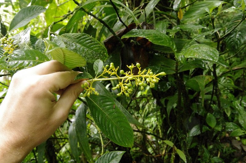 Palicourea lasiorrhachis, photographed by Eric Knight