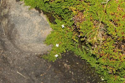 Arcytophyllum muticum, photographed by Andrés Ramírez-Barrera