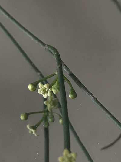 Orthosia stenophylla, photographed by Nicolás Baresch Uribe
