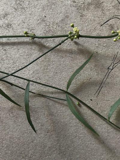 Orthosia stenophylla, photographed by Nicolás Baresch Uribe